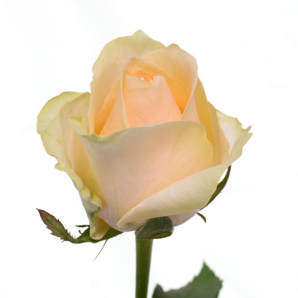 Pink Roses